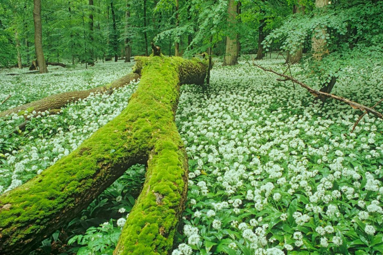 Ferienhaeuser Oberdorla 외부 사진